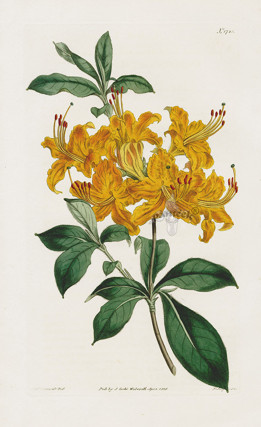 1800 Curtis Orange Azalea