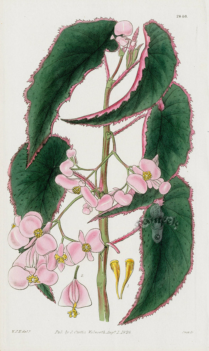 1800 Curtis Papillose Begonia