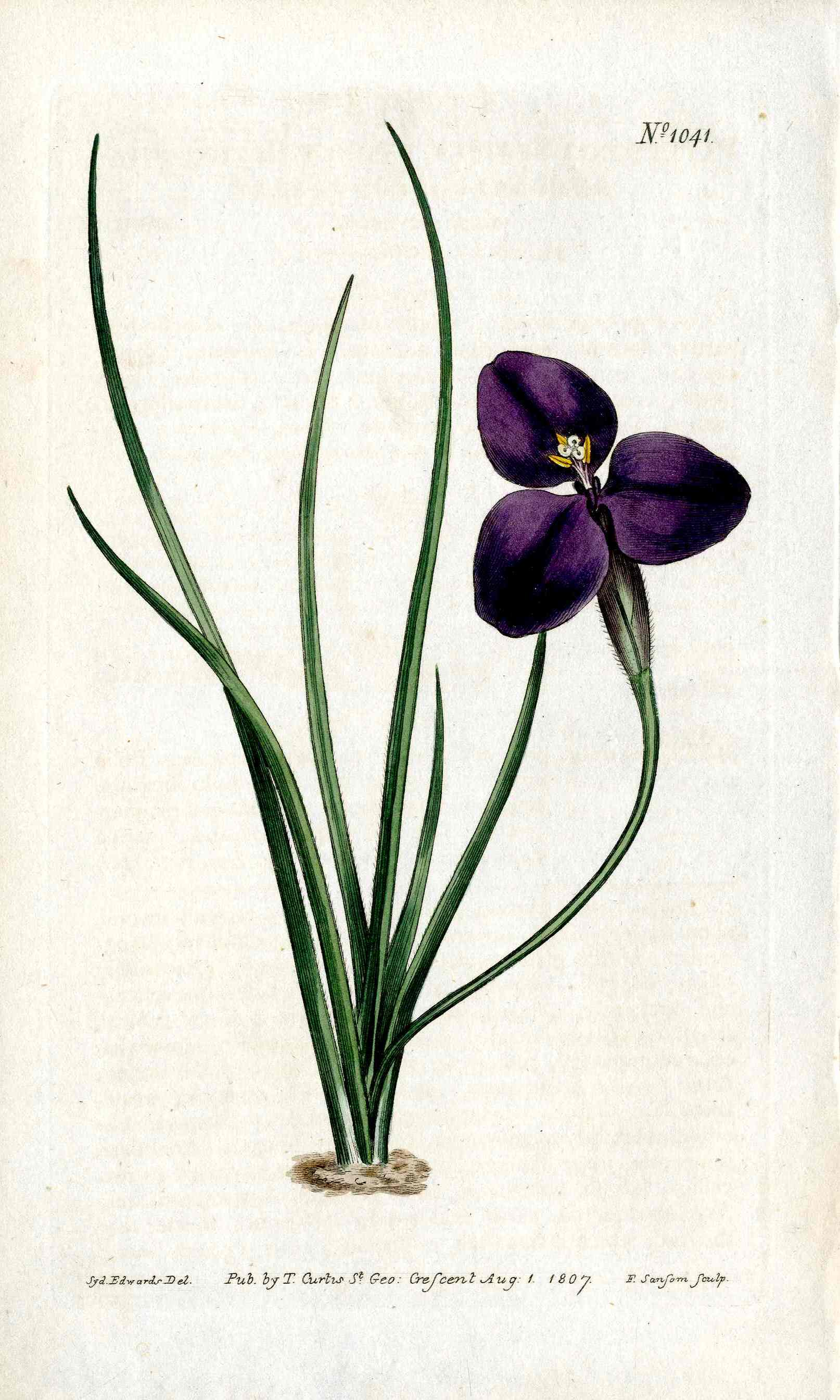 1800 Curtis Patersonia