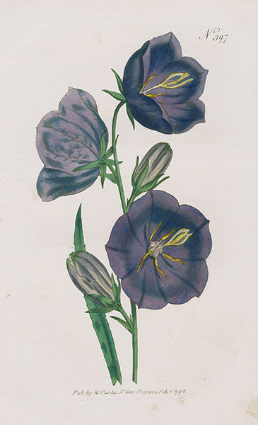 1800 Curtis Peach-leaved Bell Flower