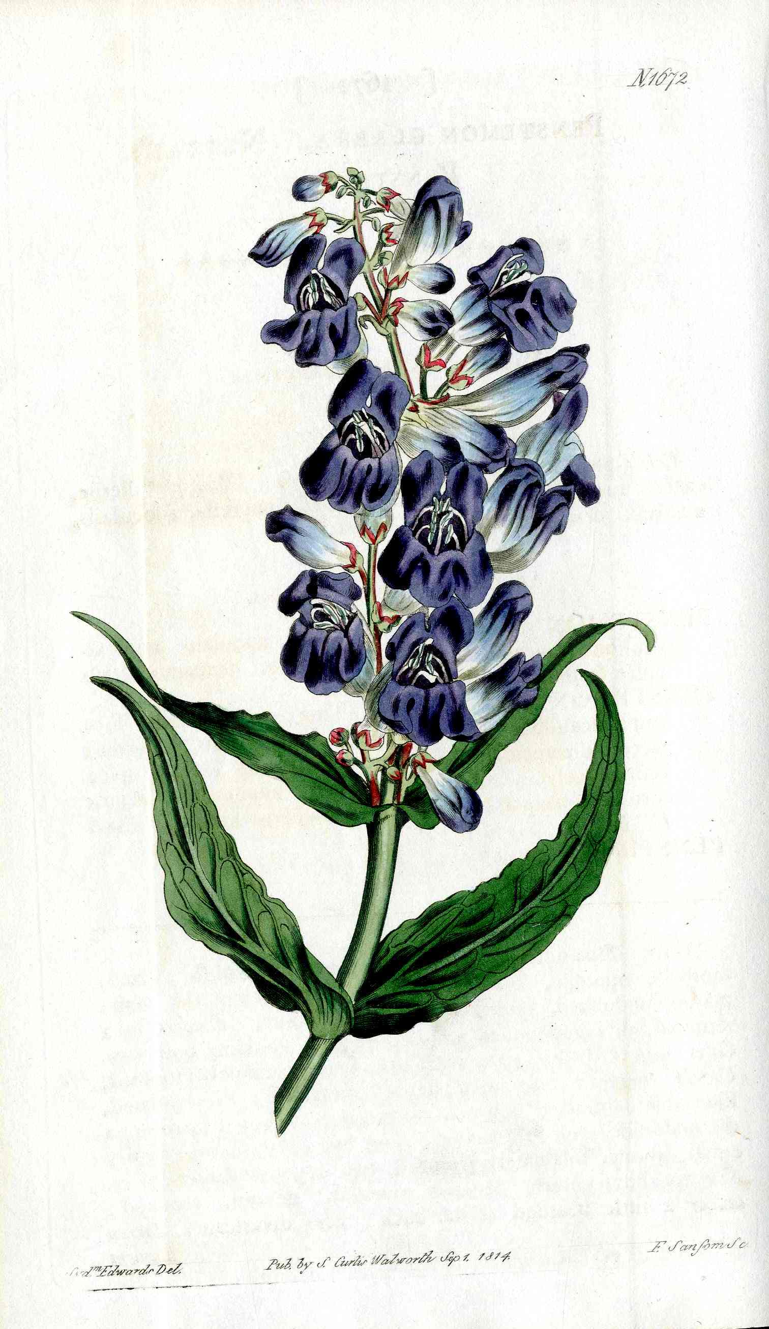 1800 Curtis Penstemon