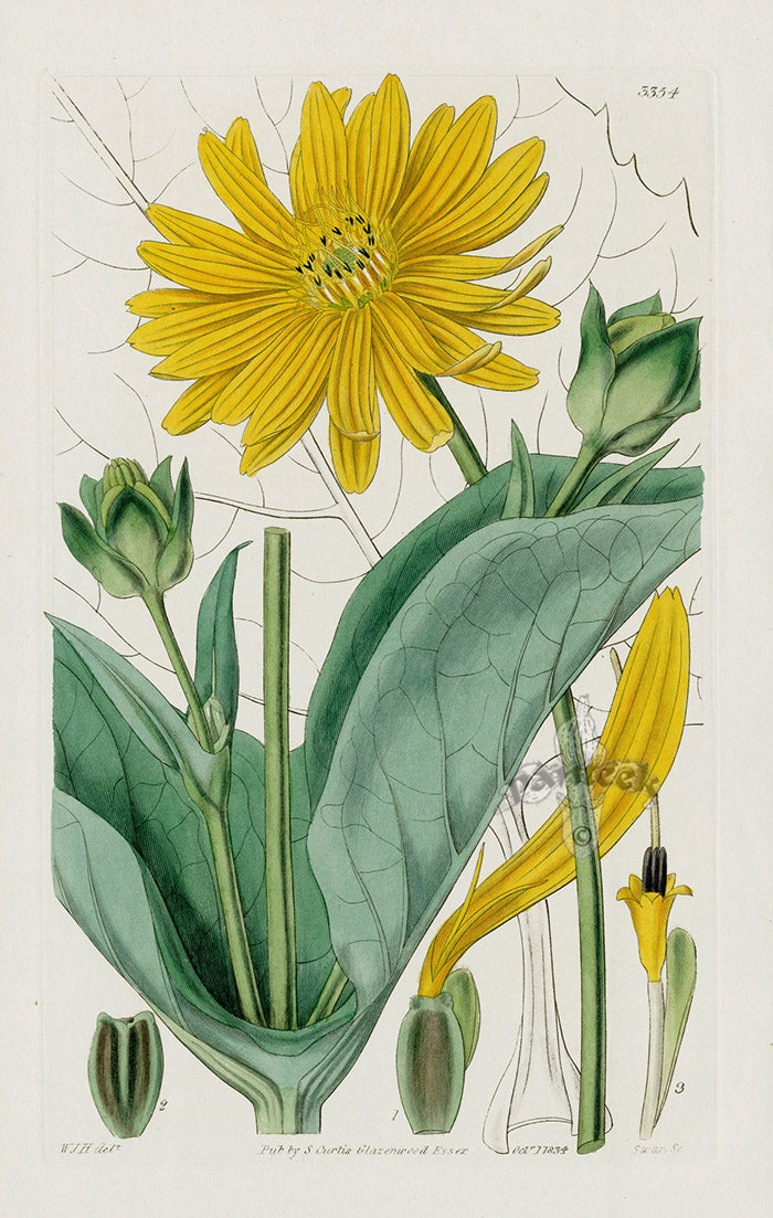 1800 Curtis Perfoliated Silphium
