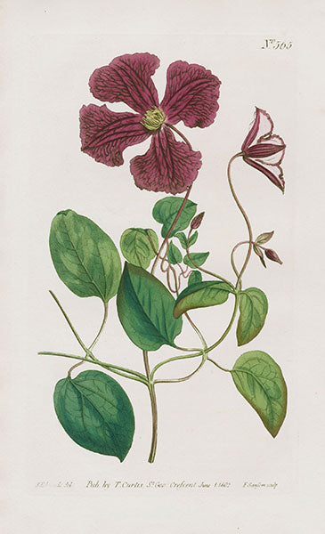 1800 Curtis Pink Clematis