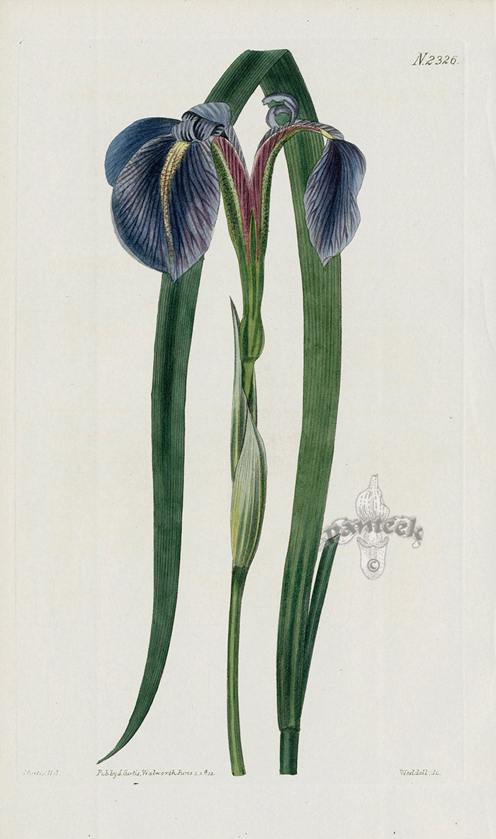 1800 Curtis Poisonous-rooted Iris