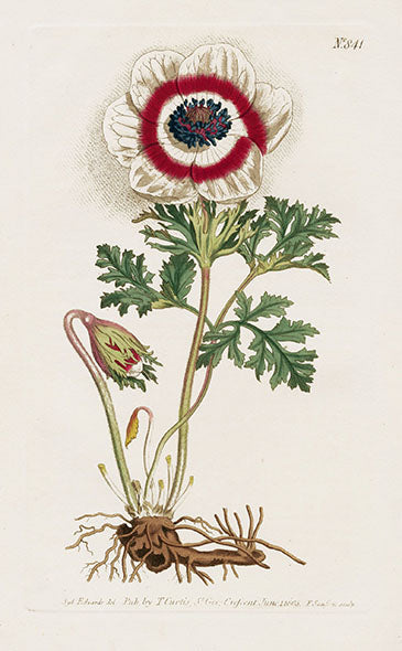 1800 Curtis Poppy Anemone