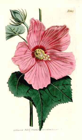 1800 Curtis Purple Hibiscus
