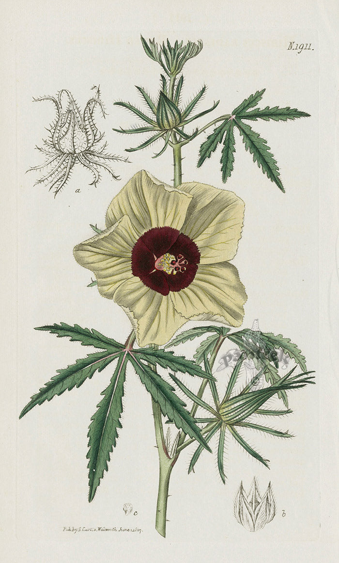 1800 Curtis Rayed Hibiscus