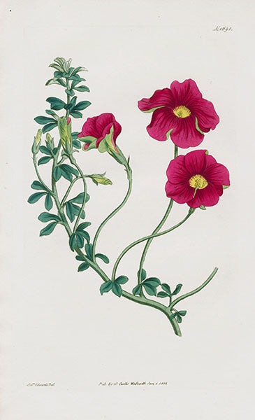 1800 Curtis Rose Coloured Wood Sorrel