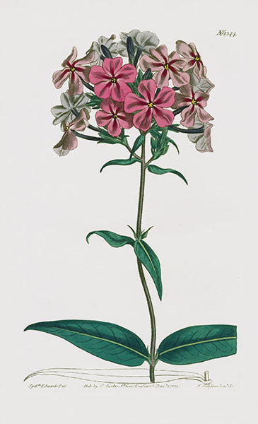 1800 Curtis Rough-stemmed Lychnidea