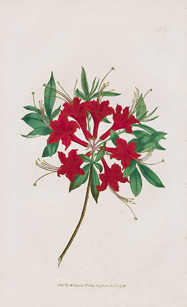 1800 Curtis Scarlet Azalea