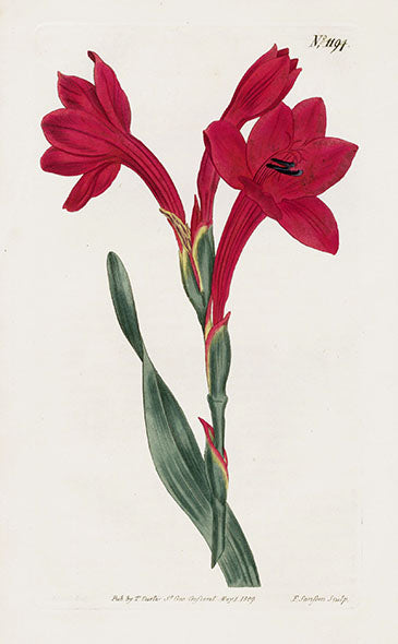 1800 Curtis Scarlet Tuberose