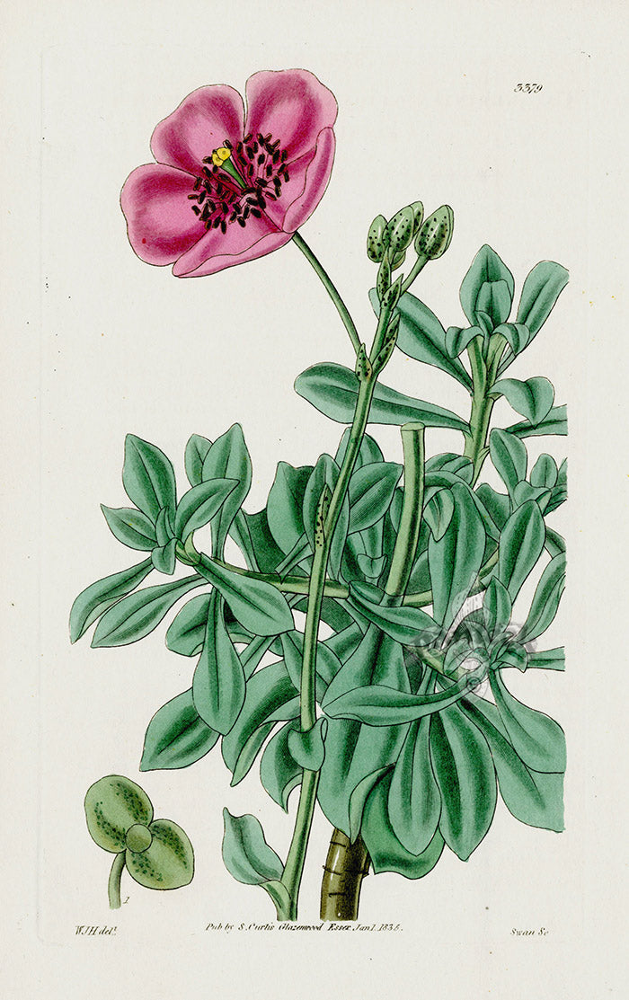 1800 Curtis Showy-flowered Calandrinia