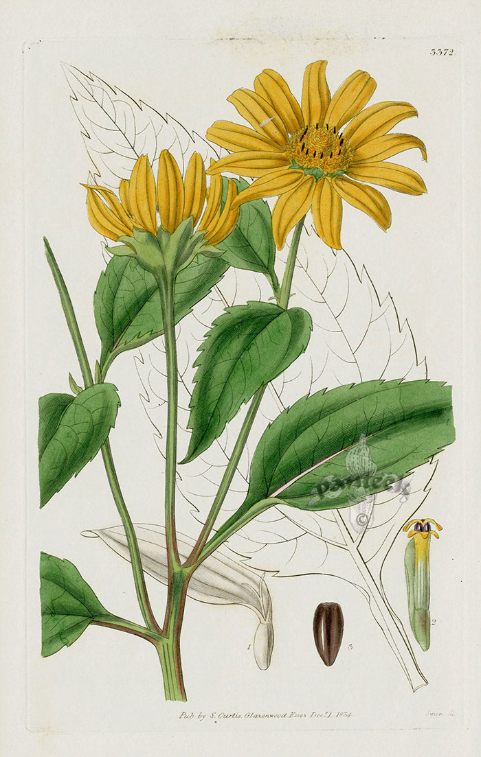 1800 Curtis Smooth-leaved Heliopsis