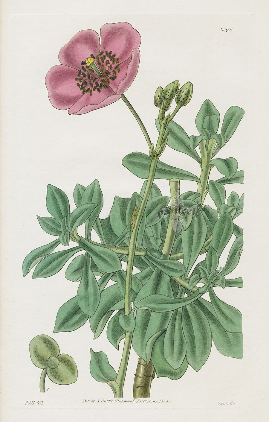 1800 Curtis Snowy Calandrinia