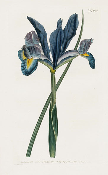 1800 Curtis Spanish Flag