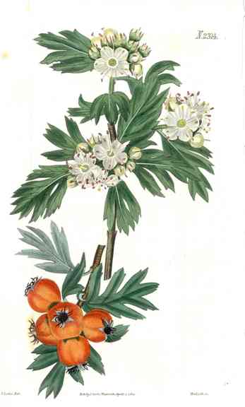 1800 Curtis Sweet Hawthorn