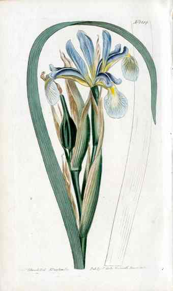 1800 Curtis Sweet Scented Iris
