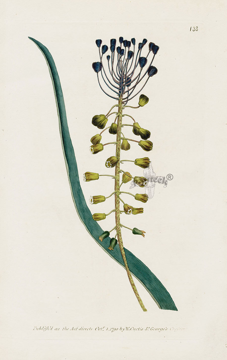 1800 Curtis Tassel Hyacinth