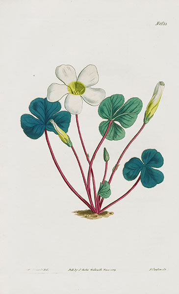 1800 Curtis White Flowered Wood Sorrel