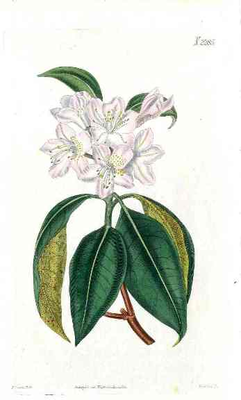 1800 Curtis White Rhododendron