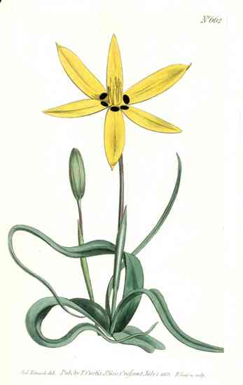 1800 Curtis Yellow Amaryllis Lily