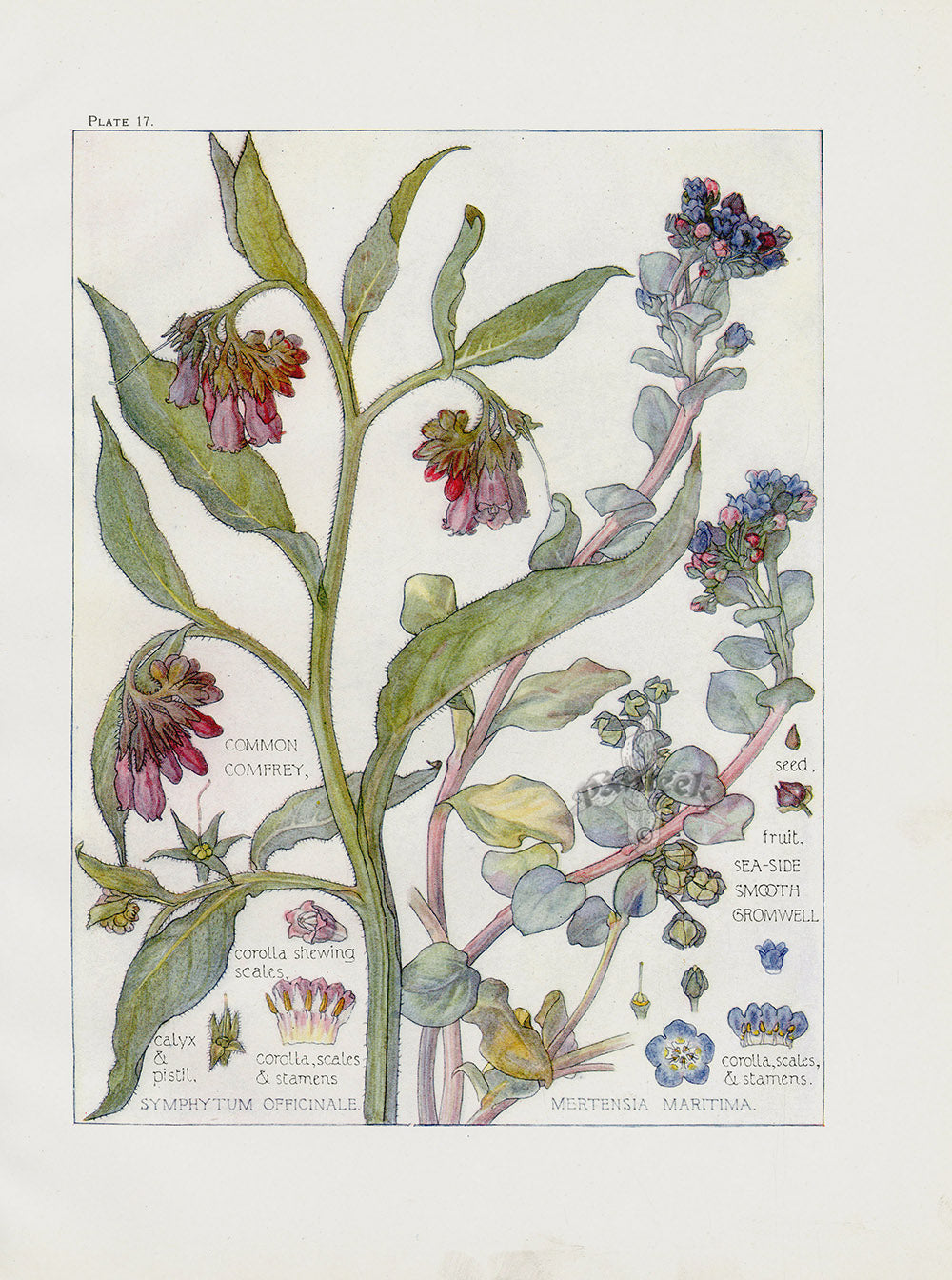 Adams 1907 Comfrey