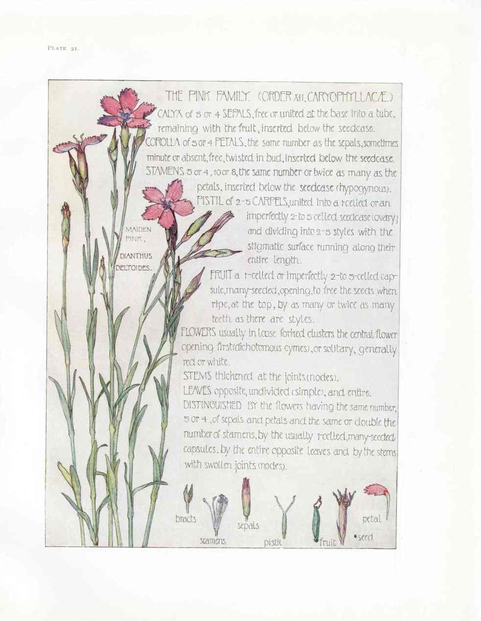 Adams 1907 The Pink Family