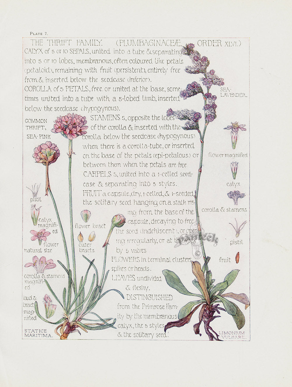 Adams 1907 The Thrift Family