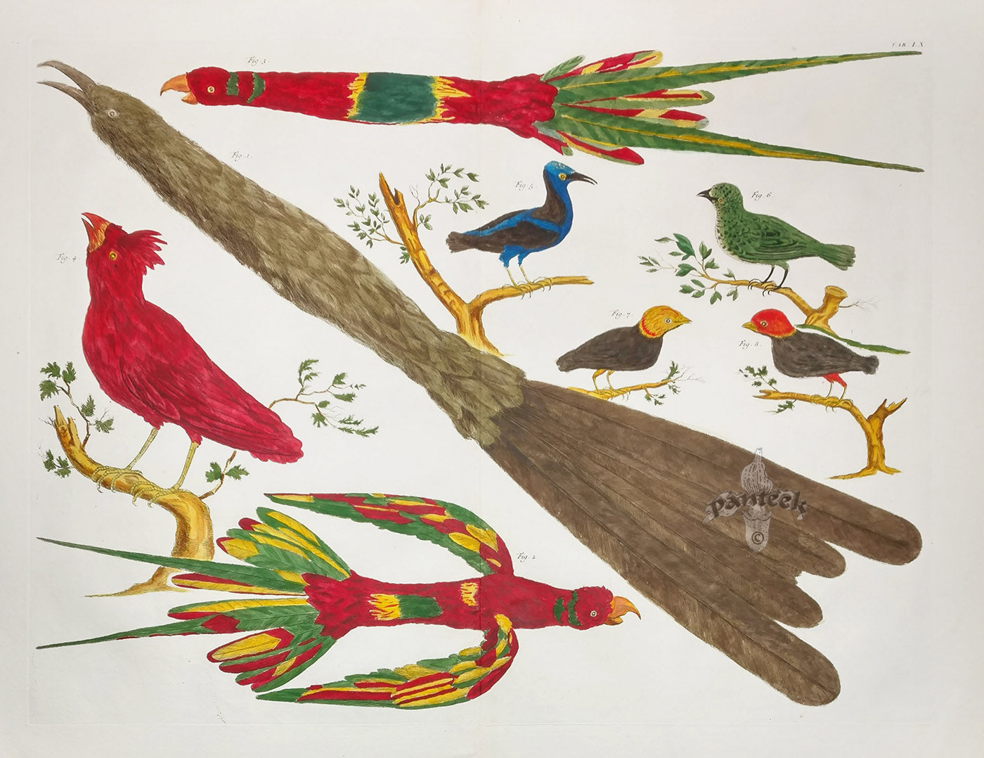 Albertus Seba Locupletissimi Folio Bird Engraving Parrots, Cardinal