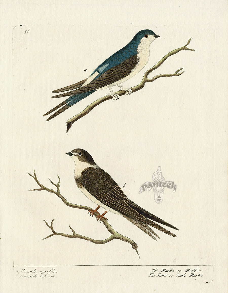 Albin Bird Print Martin, Sand or Bank Martin, Hirundo agrestis EAL128