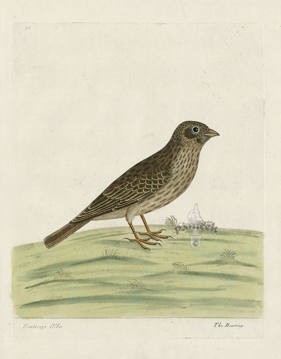 Albin Bunting, Emberiza Alba EAL150