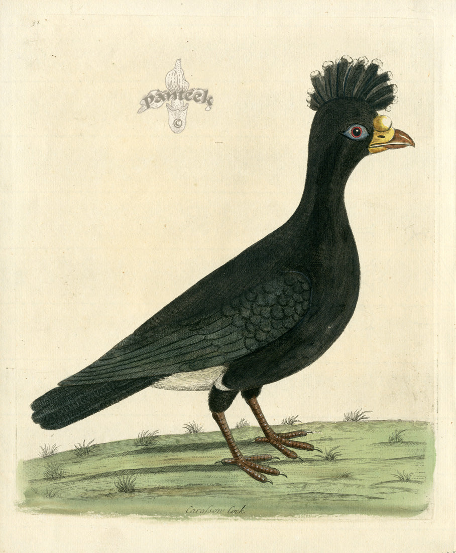 Albin Carafow Cock ALB61