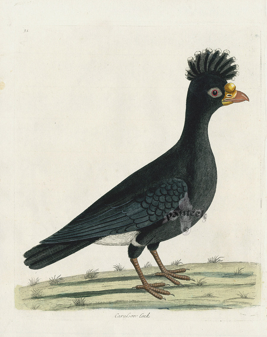 Albin Carassow Cock EAL34