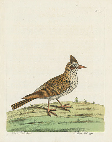 Albin Crested Lark EAL149