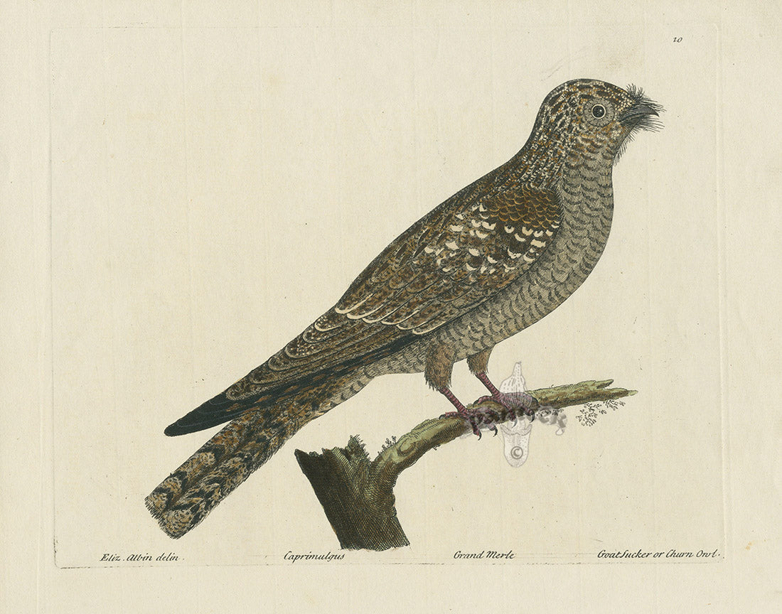 Albin Goatsucker or Churn Owl EAL301