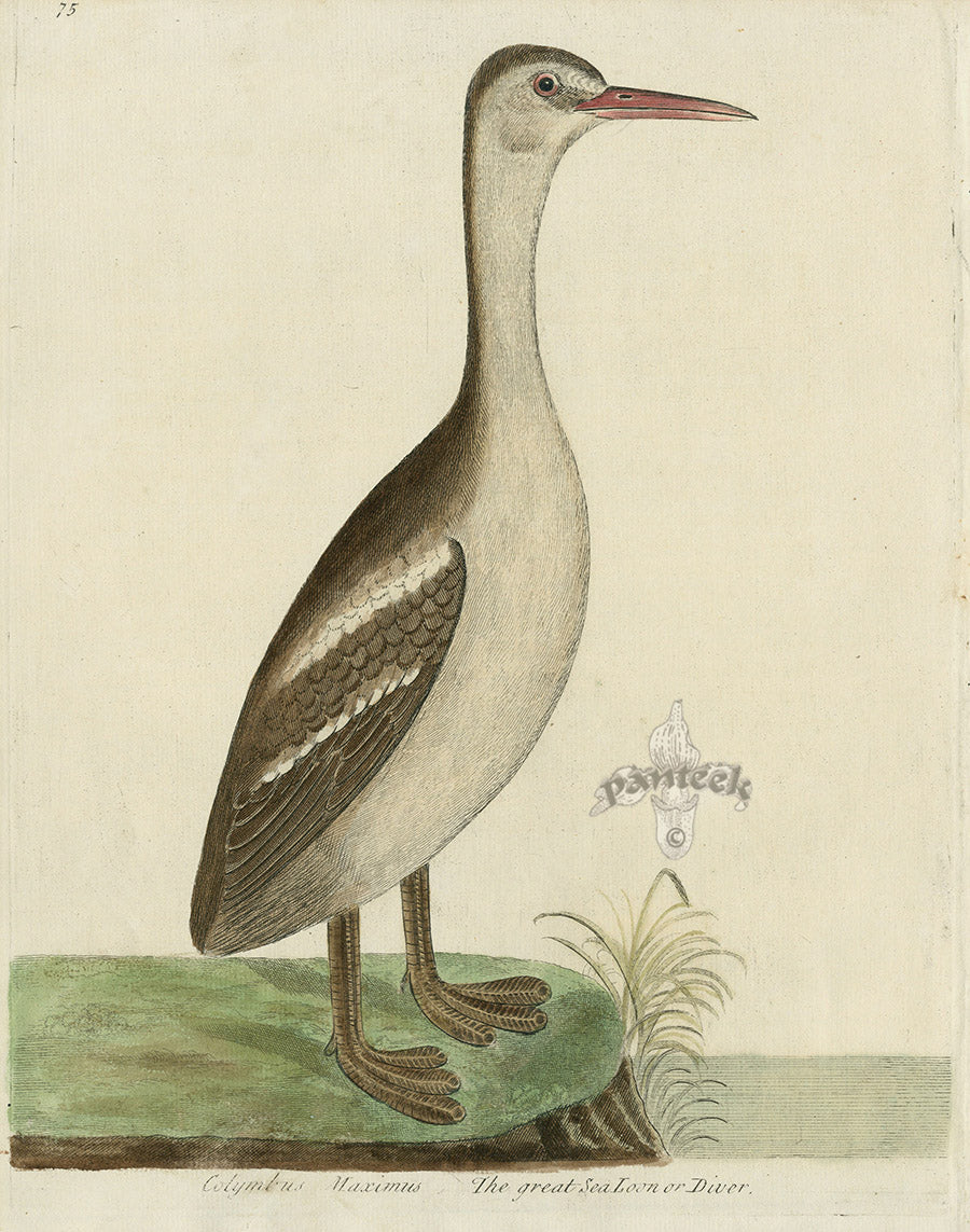 Albin Great Sea Loon or Diver EAL190