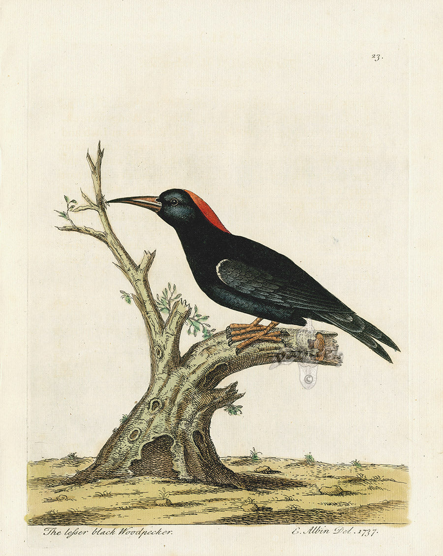 Albin Lesser Black Woodpecker EAL139