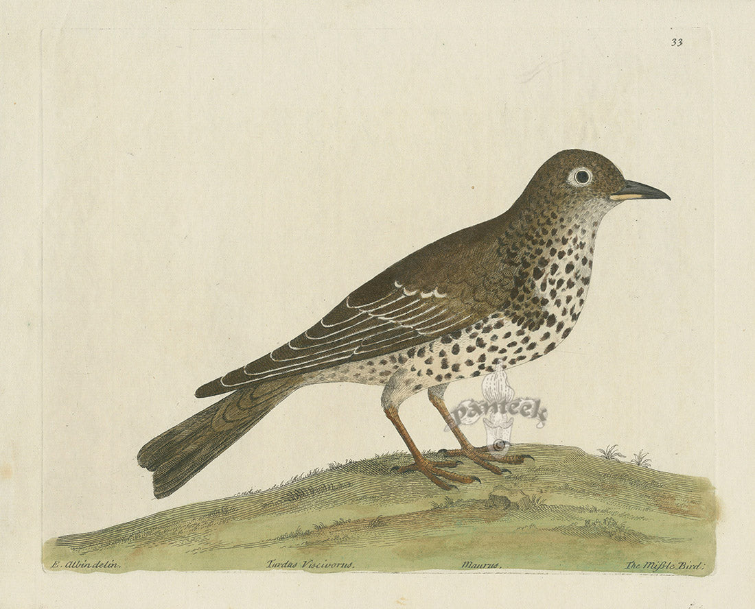 Albin Mistle Bird EAL303