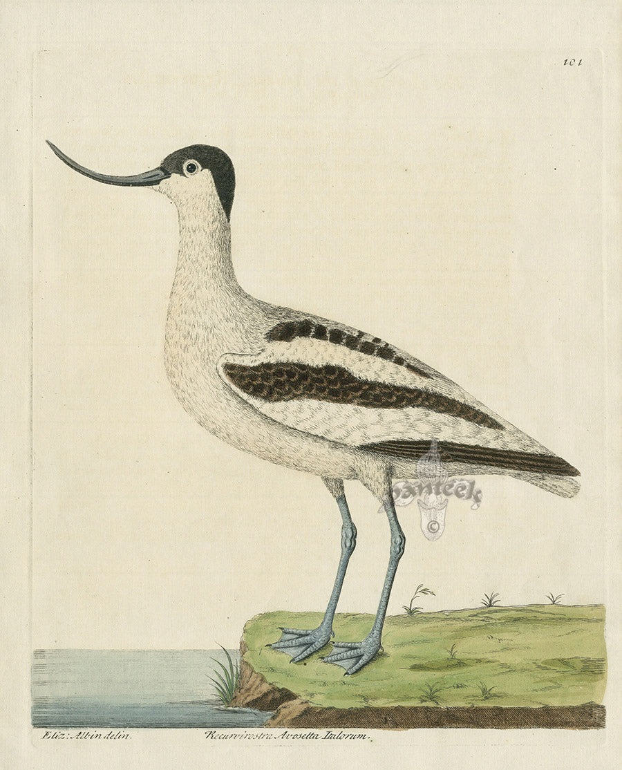 Albin Recurvirostra Avosetta Italorum