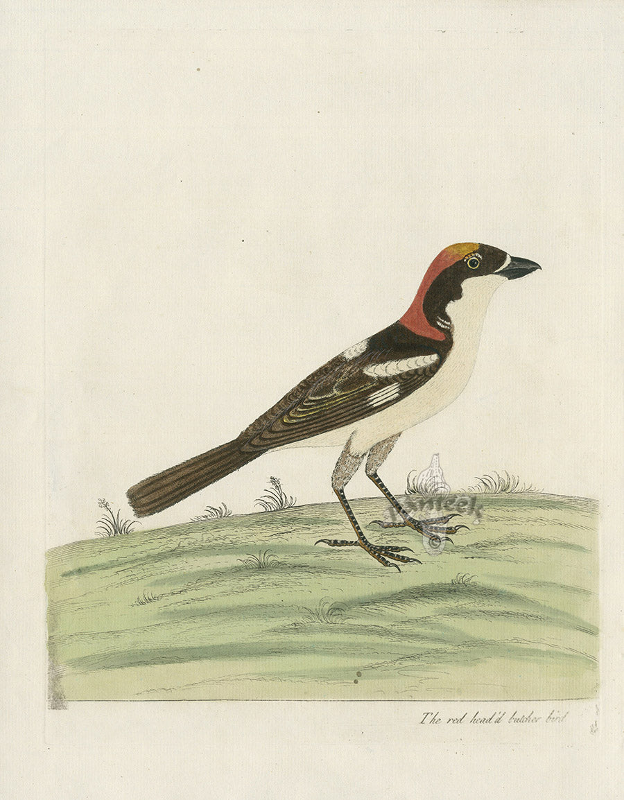 Albin Red Headed Butcher Bird EAL141