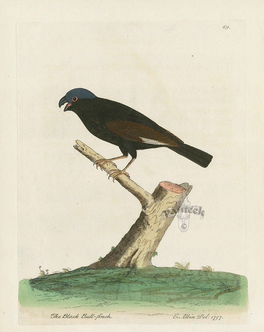 Albin The Black Bullfinch EAL273
