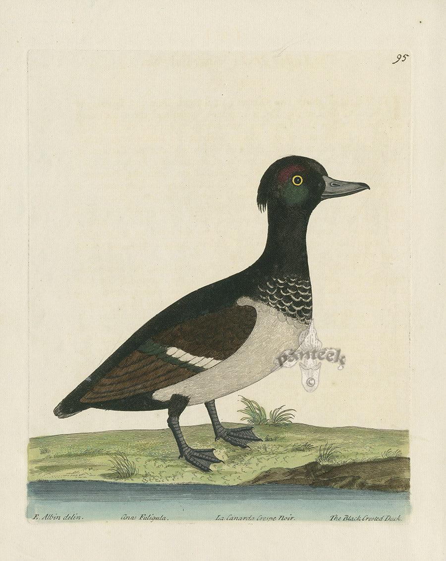 Albin The Black Crested Duck EAL235