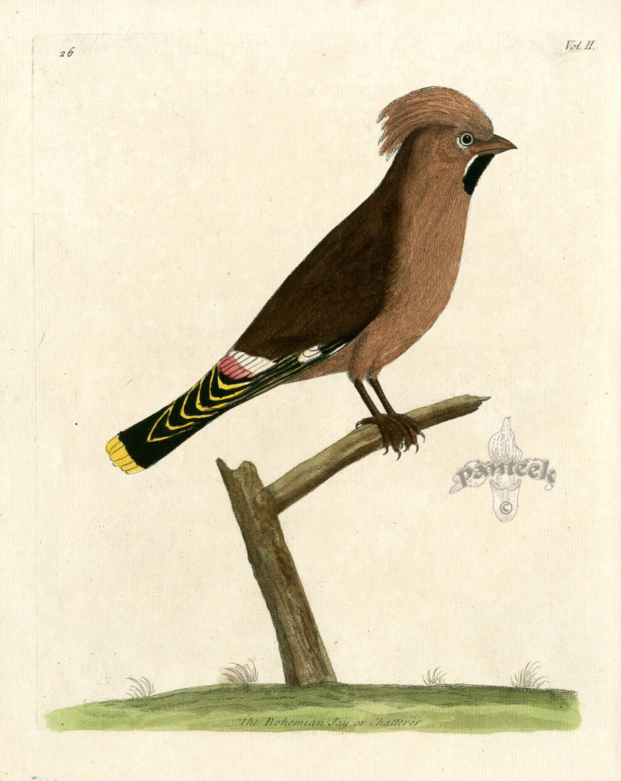 Albin The Bohemian Jay ALB10