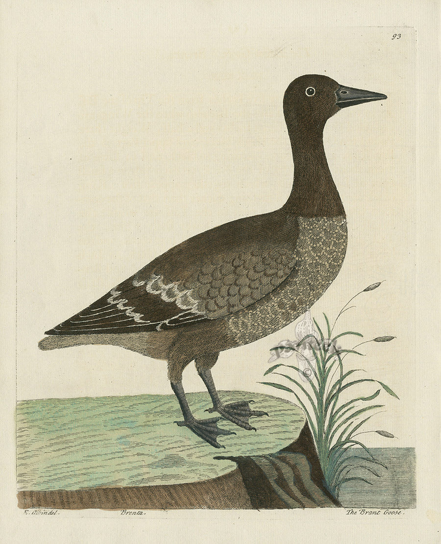 Albin The Brandt Goose EAL223