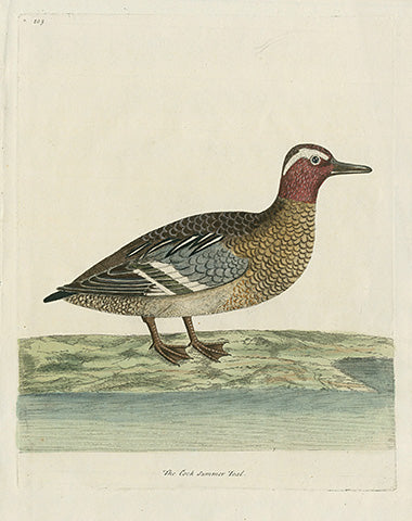 Albin The Cock Summer Teal EAL280