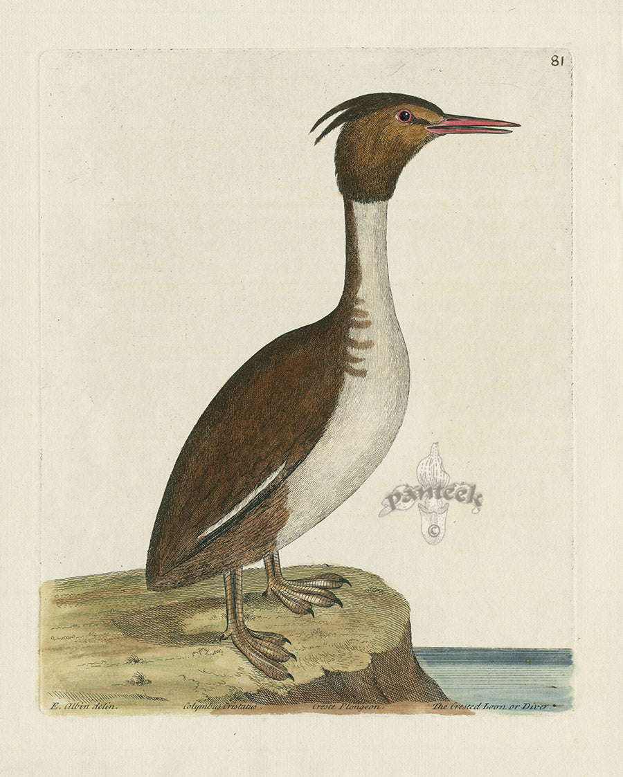 Albin The Crested Loon or Diver EAL195