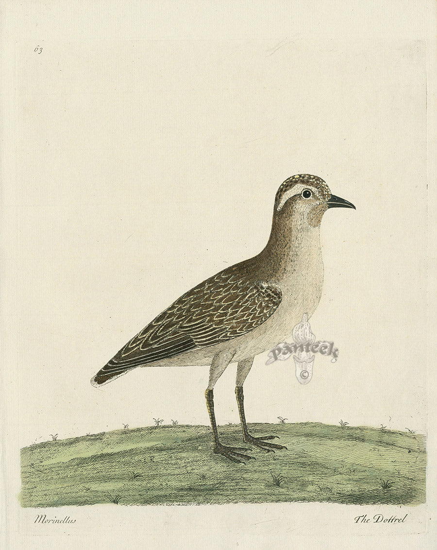 Albin The Dottrel EAL275