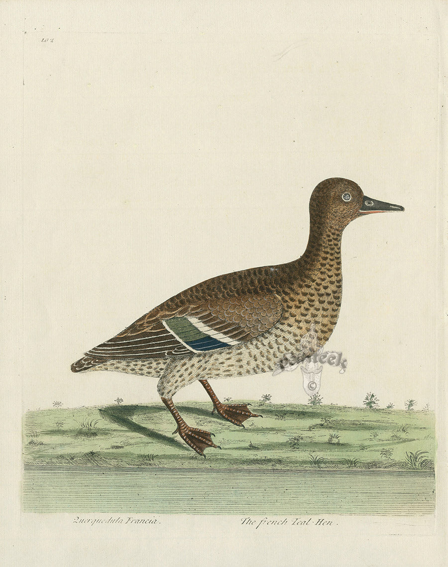 Albin The French Teal Hen EAL281