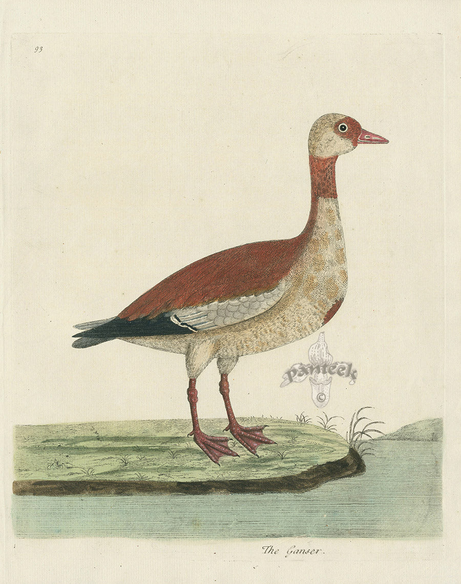 Albin The Ganser EAL227