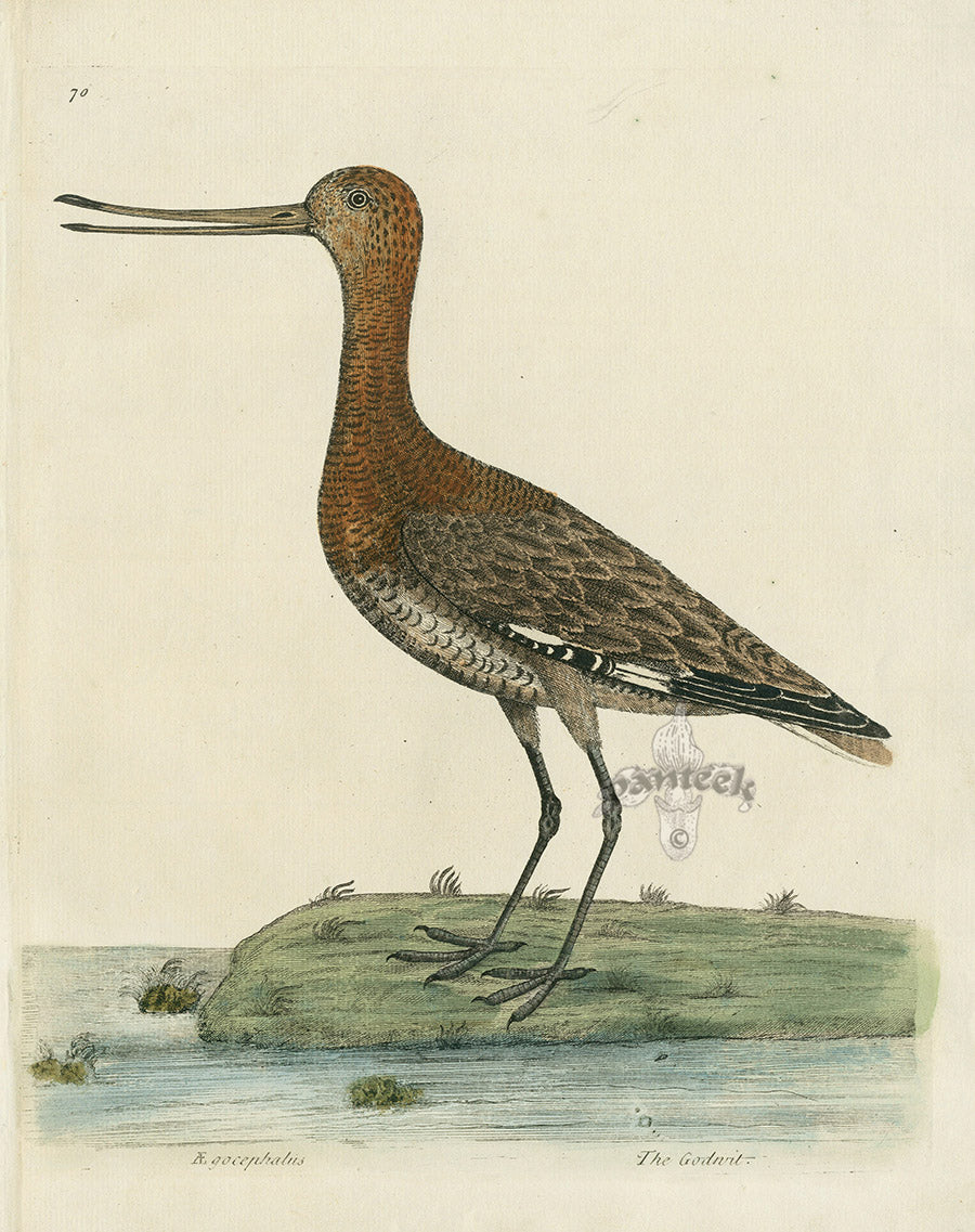 Albin The Godwit EAL194